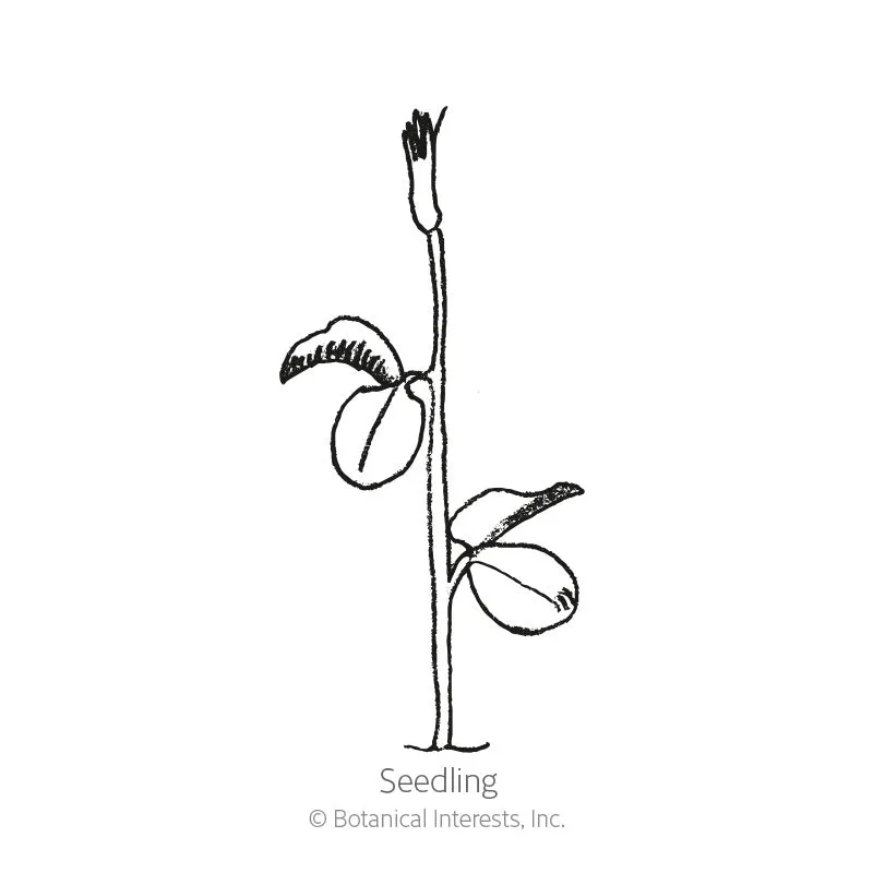 Mammoth Blend Sweet Pea Seeds